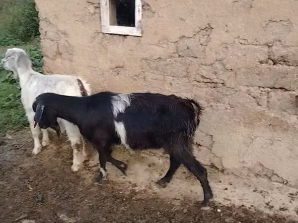 母山羊, Goats