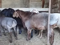 كبش, Hissar sheep — الصورة 3
