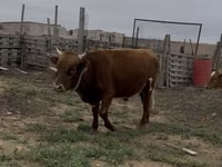 Bull, Cattle — photo 4