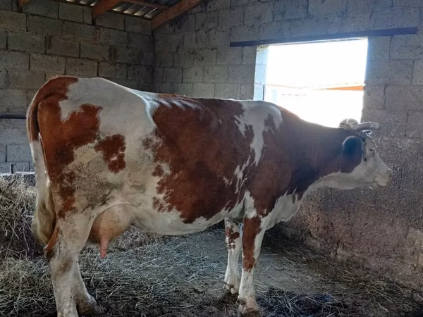 母牛, Simmental cattle — 吉尔吉斯斯坦