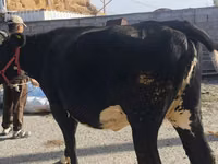 Kuh, Russian Black pied cattle — Foto 2