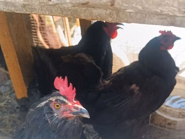 Chickens — Usbekistan