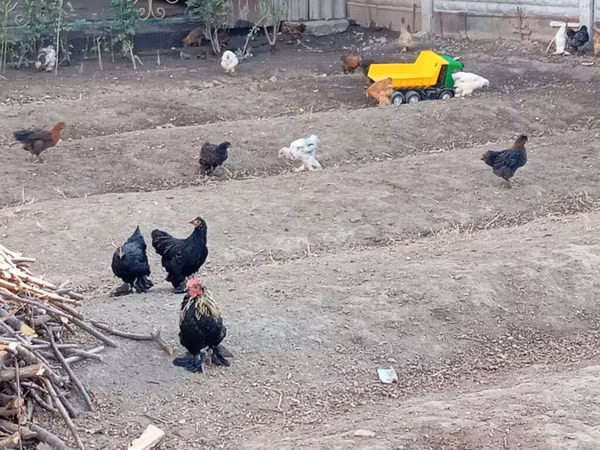 Chickens