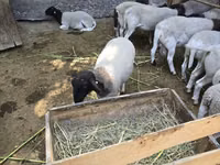 Ram, Sheep — photo 4