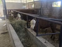 Sigir, Simmental cattle — 4-rasm