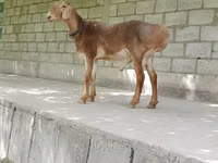 كبش, Edilbay sheep — الصورة 2