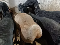 Ram, Sheep — photo 2
