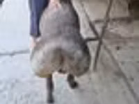 Ram, Sheep — photo 5