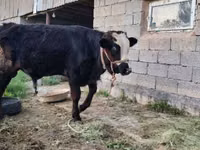 ثور, Simmental cattle — الصورة 4