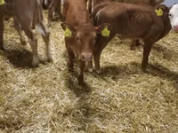 ІҚМ (топ, жынысы көрсетілмеген), Simmental cattle — 4-сурет