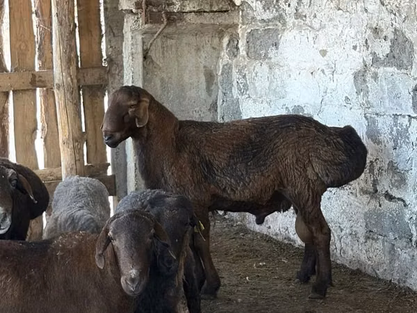 Widder, Hissar sheep