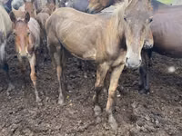 Mare, Horses — photo 1