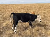 Bull, Cattle — photo 5