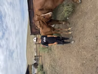 فرس, Kazakh horse — الصورة 3
