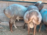 Widder, Hissar sheep — Foto 1