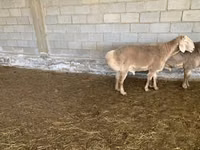 كبش, Rhon sheep — الصورة 4
