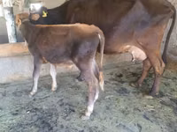 母牛, Cattle — 照片 2
