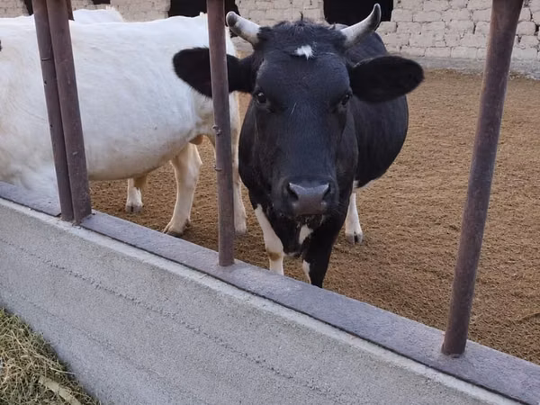 Sigir, Gollandiyalik zot