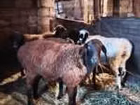 Carnero, Rhon sheep — foto 3