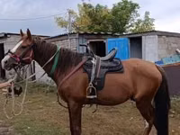 Hengst, Thoroughbred horse — Foto 6