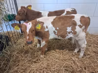 Bulle, Simmental cattle — Foto 3