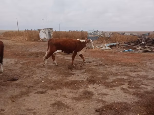 Сиыр, Latvian Blue cattle — Қазақстан