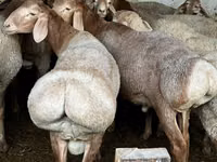 Widder, Rhon sheep — Foto 1
