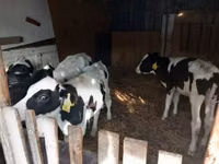 Bulle, Russian Black pied cattle — Foto 2