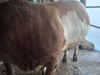 Toro, Simmental cattle — foto 5
