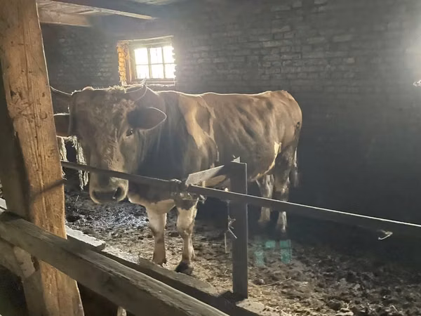 Букачар, Симментал тукуму