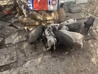 خنزير ذكر — الصورة 3