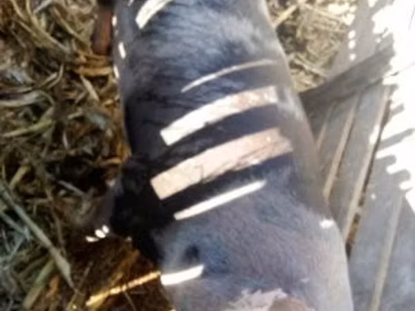 Sow, Pigs