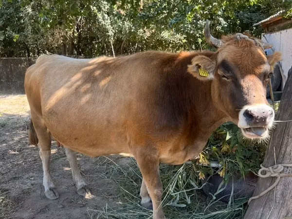 母牛, Swiss cattle — 吉尔吉斯斯坦