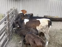 Buqa, Russian Black pied cattle — 3-rasm