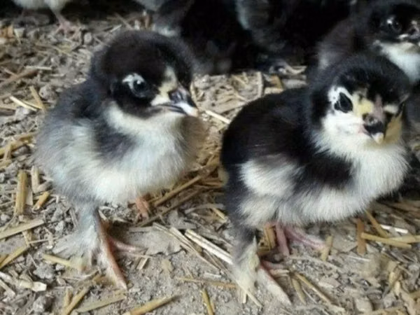 Quails