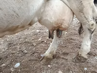 Cow, Holstein breed — photo 4