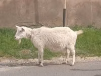 Ziege, Russian White goat — Foto 2