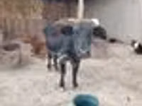 母牛, Cattle — 照片 4