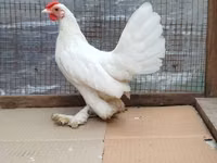 Chickens — Foto 4
