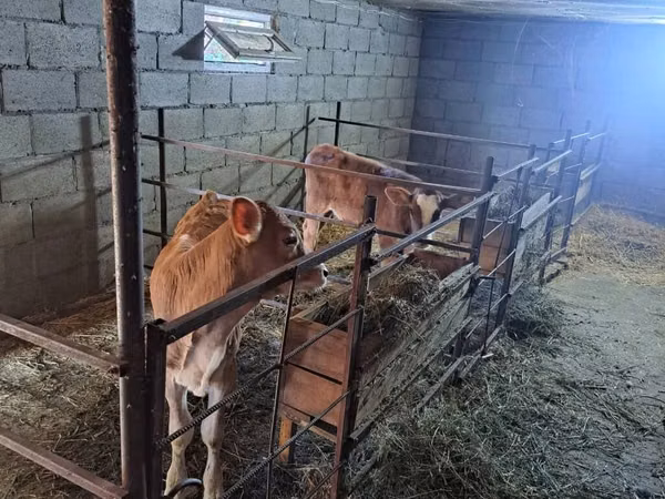Kuh, Swiss cattle