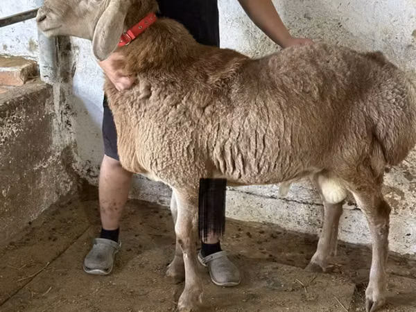 Carnero, Arashan sheep — Kirguistán