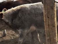 Bulle, Kasachische Weißkopfkuh — Foto 6