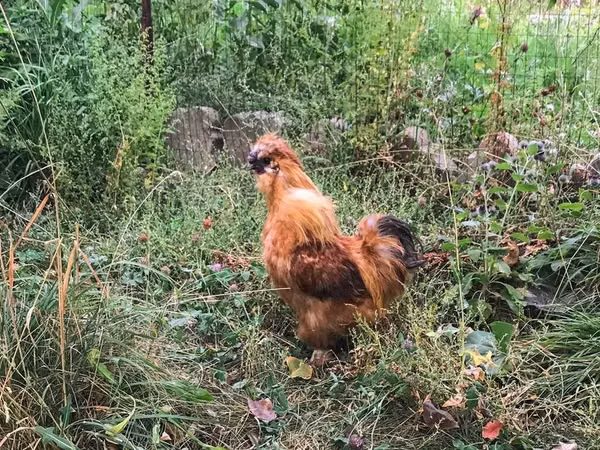 Thailändisches Kampfhuhn