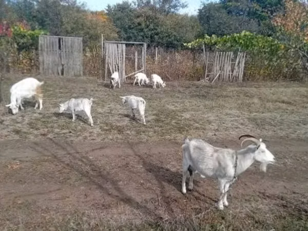 Ziegenbock, Ziegen