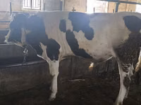Bulle, Simmental cattle — Foto 7