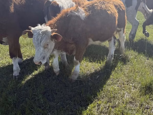 Bulle, Kasachische Weißkopfkuh