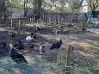 Turkeys — الصورة 4