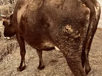 母牛, Cattle — 照片 1
