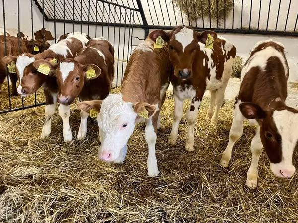 ثور, Simmental cattle