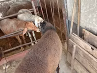 Widder, Blackheaded Persian sheep — Foto 6